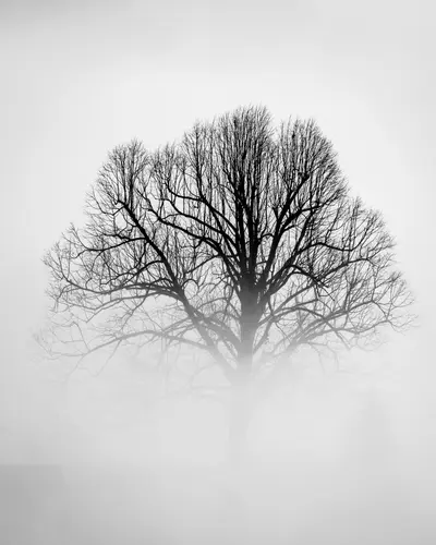Der Nebel verschlingt einen Baum - ein geheimnisvoller und ruhiger Moment voller Erhabenheit und Stille.
